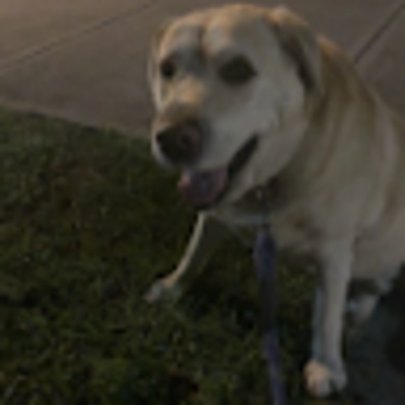 Meet your Posher, Lupe - Picture 1 of 1